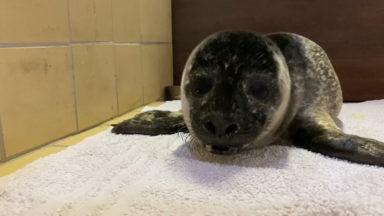 Couple rescue struggling seal pup stranded on beach