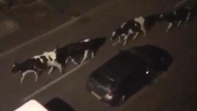 Runaway cows caught on camera roaming along high street