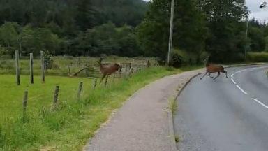 Two stags surprise family on their Glen Nevis walk