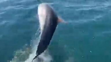 Three dolphins surprise couple on fishing boat with flips