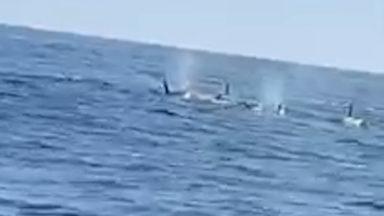 Fisherman spots group of orcas swimming near harbour
