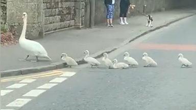 Sneak beak: Nosy swan and cygnets waddle into luxury hotel