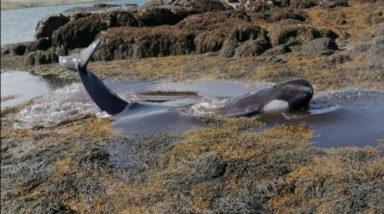 Five pilot whales stranded on shore of Scottish island
