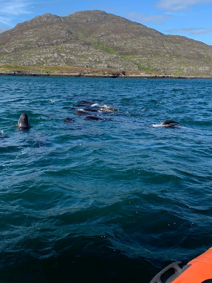 A pod of pilot whales off the coast of Lochboisdale. SWNS.