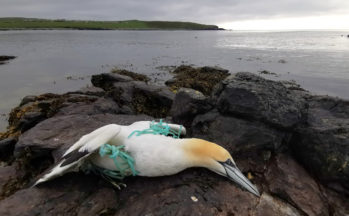 Gannet dies after becoming tangled up in plastic rope