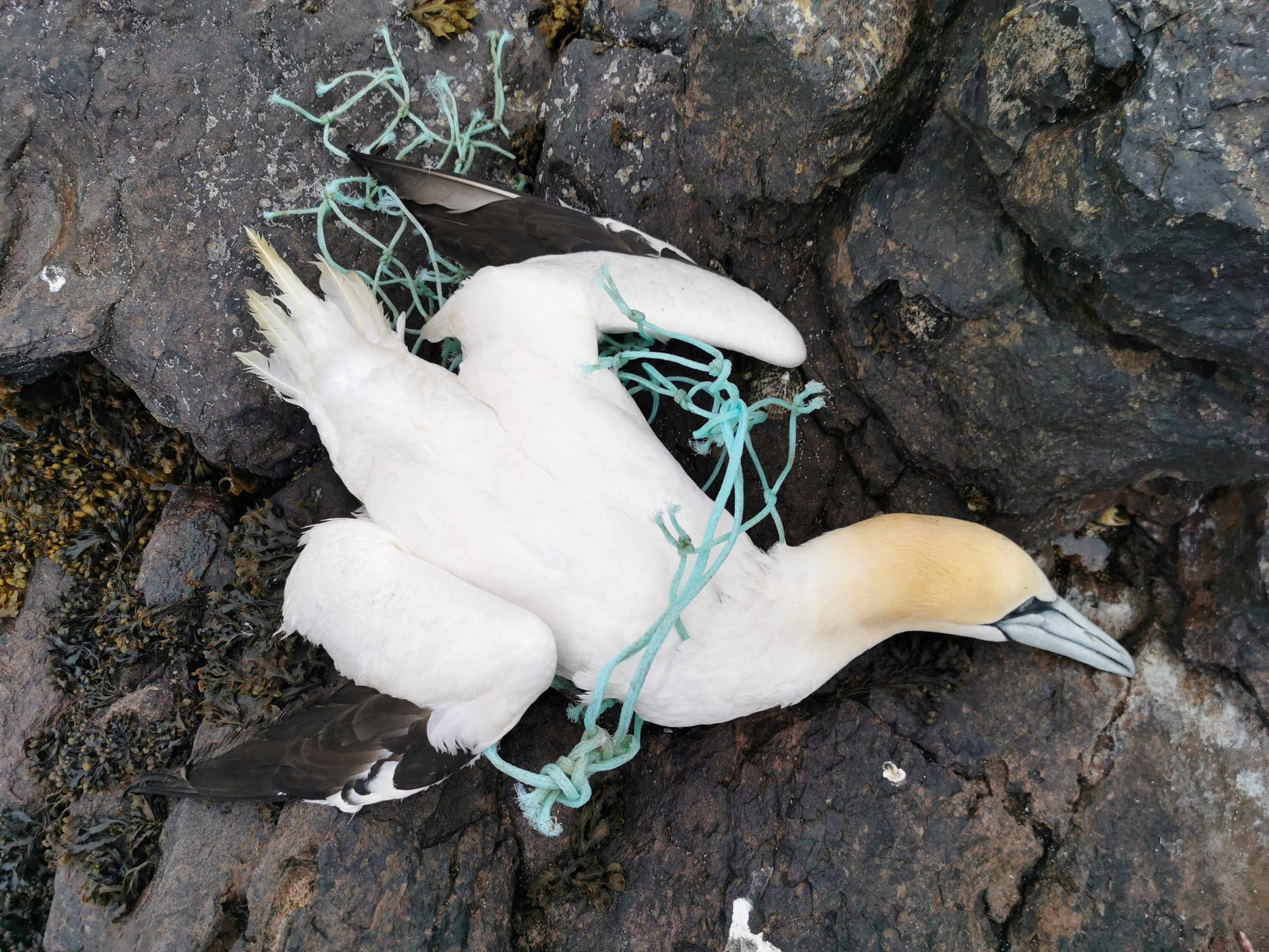  The seabird had spent days attempting to swim and feed. SWNS.