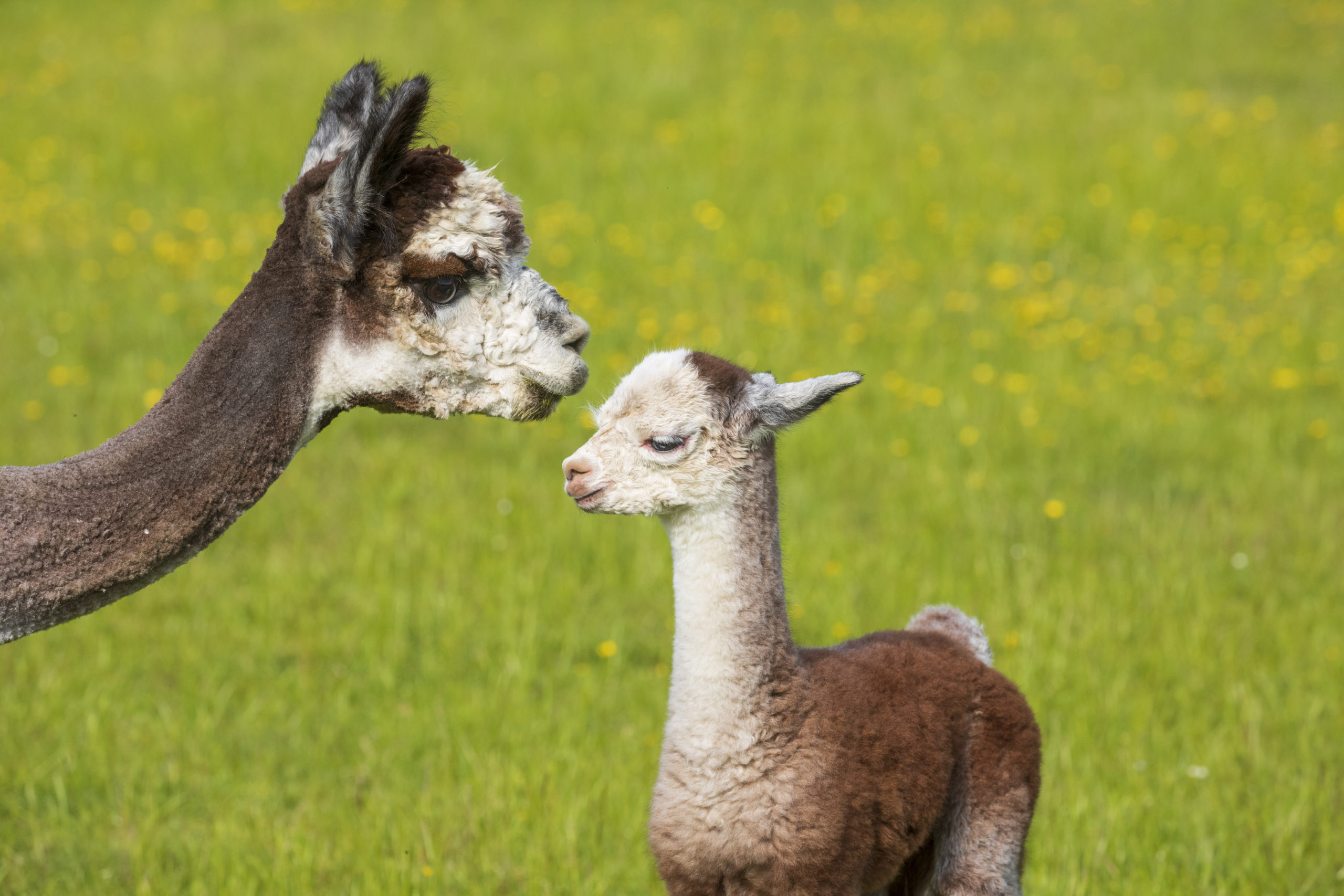 One-day-old girl with her mum Nunavut. SWNS.