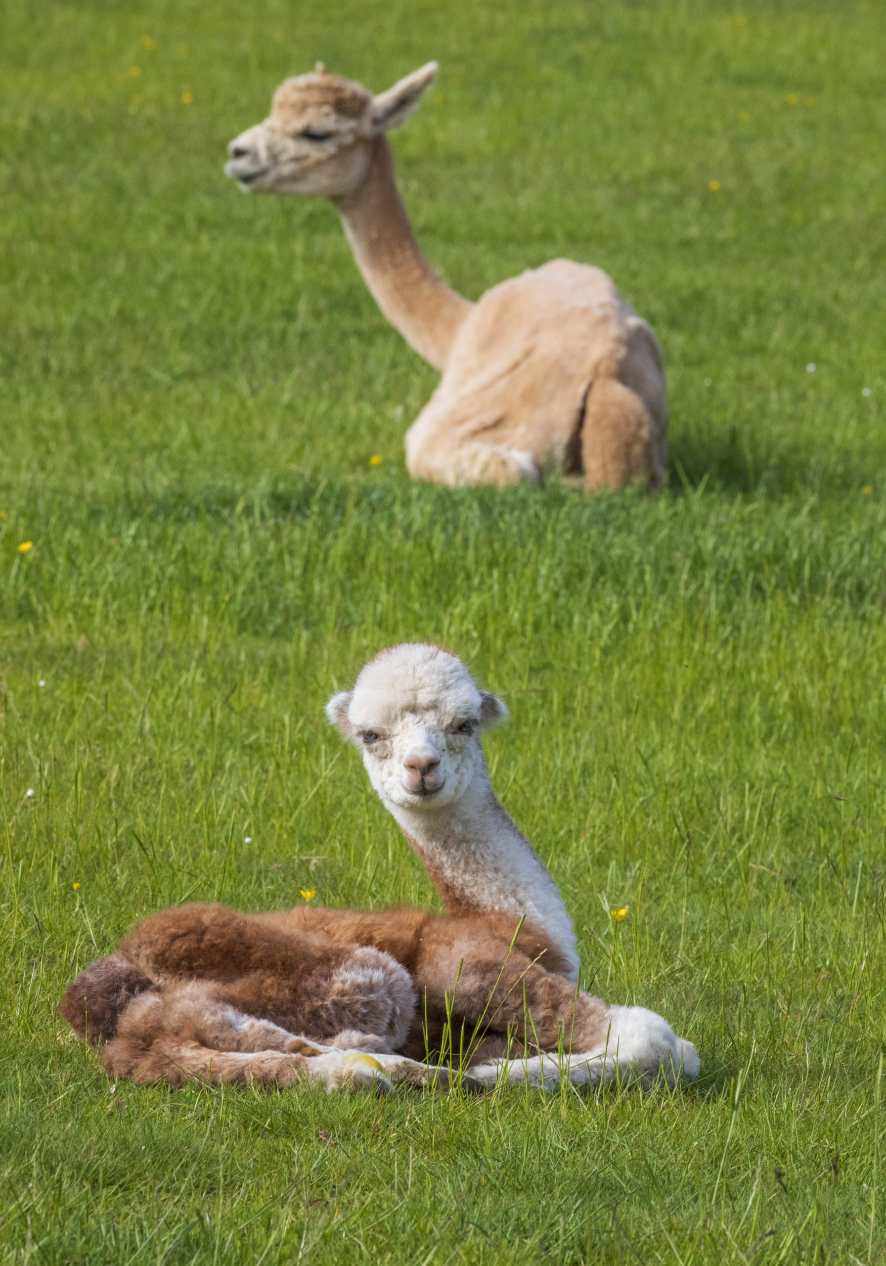 Four-day-old boy with his mum Iqaluit. SWNS. 