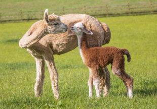 Newborn alpacas enjoy cuddle with mothers in Scots sunshine