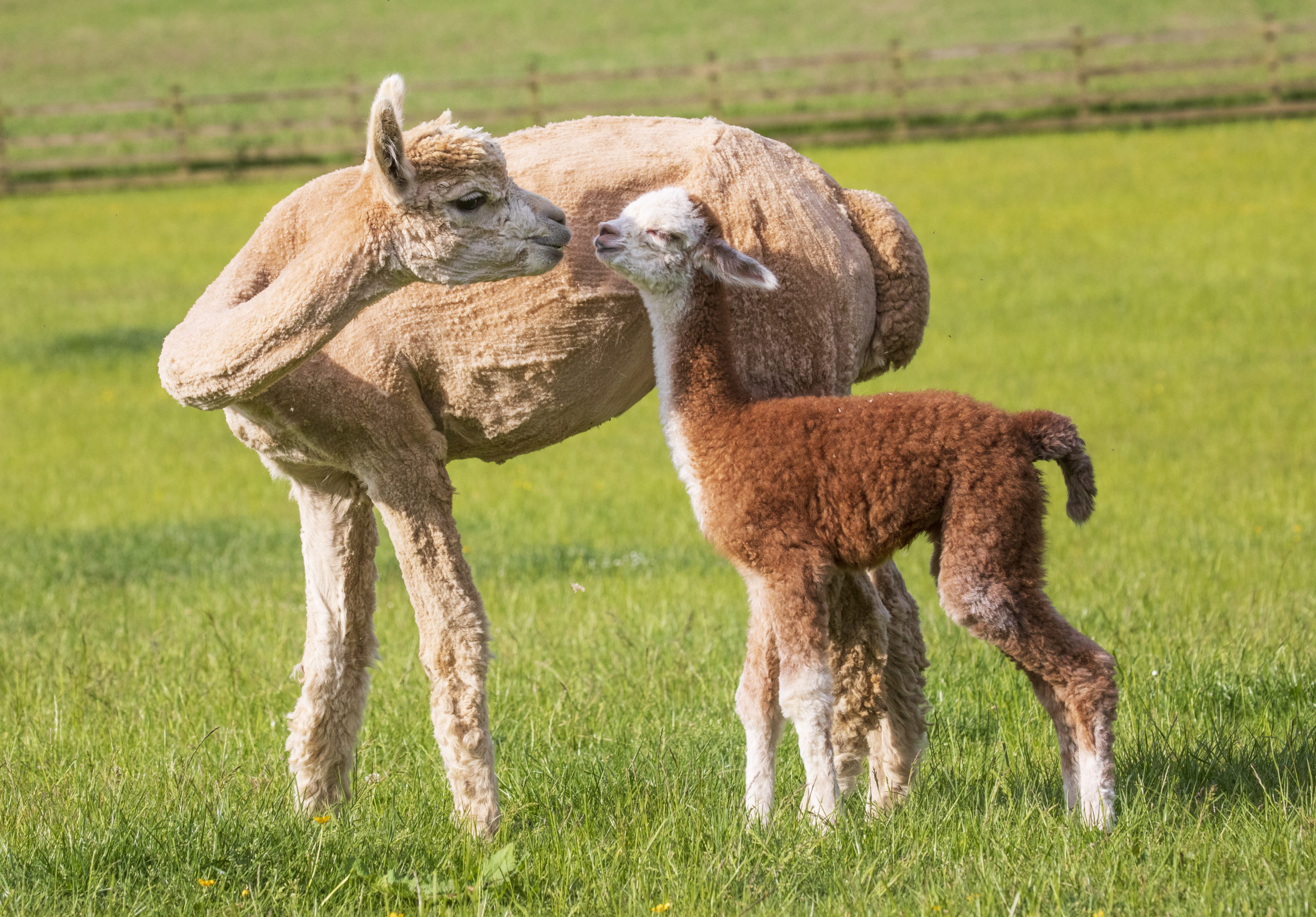 Newborn alpacas enjoy cuddle with mothers in Scots sunshine | STV News