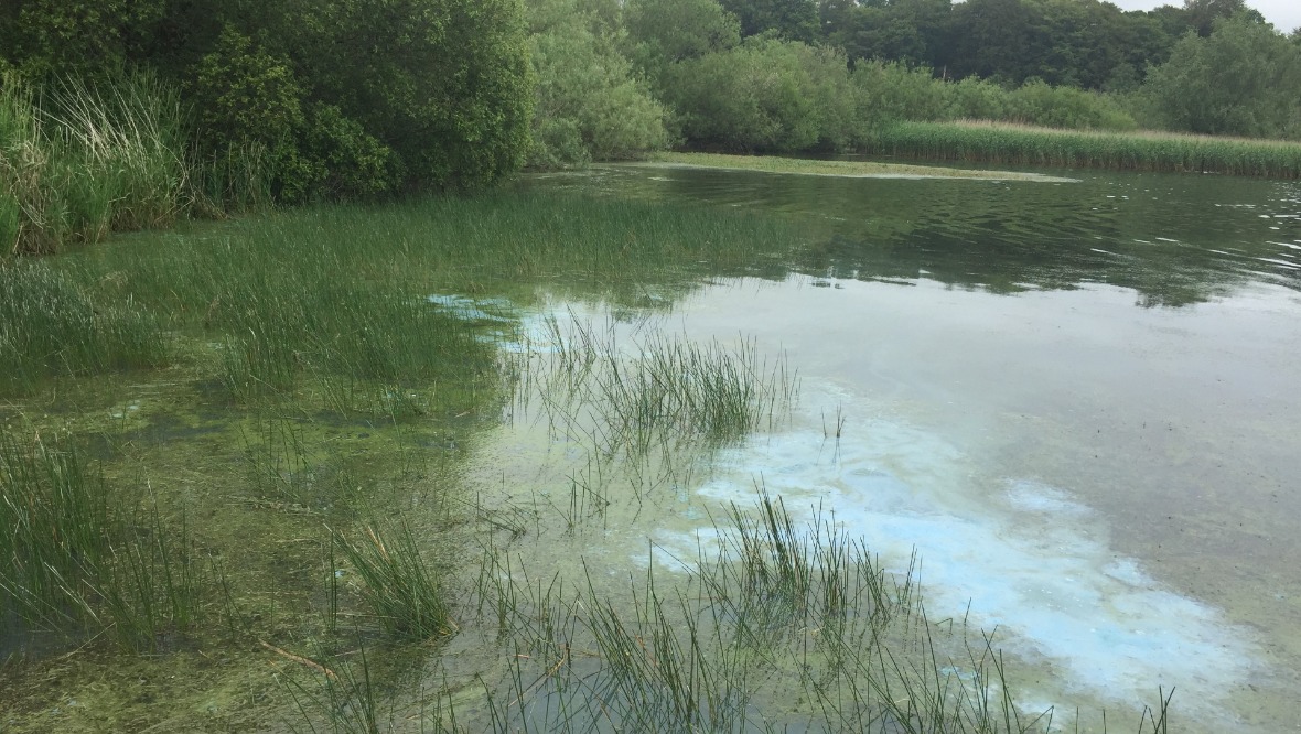 Harmful blue-green algae identified at nature reserve