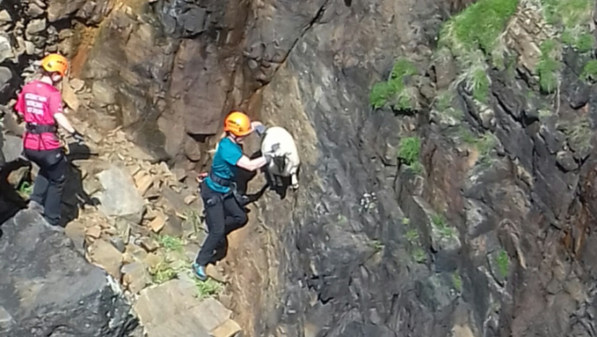 Lamb reunited with mother after cliff-edge rescue