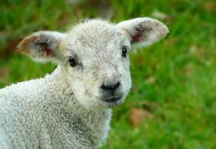 Lamb bundled into car after being stolen from field