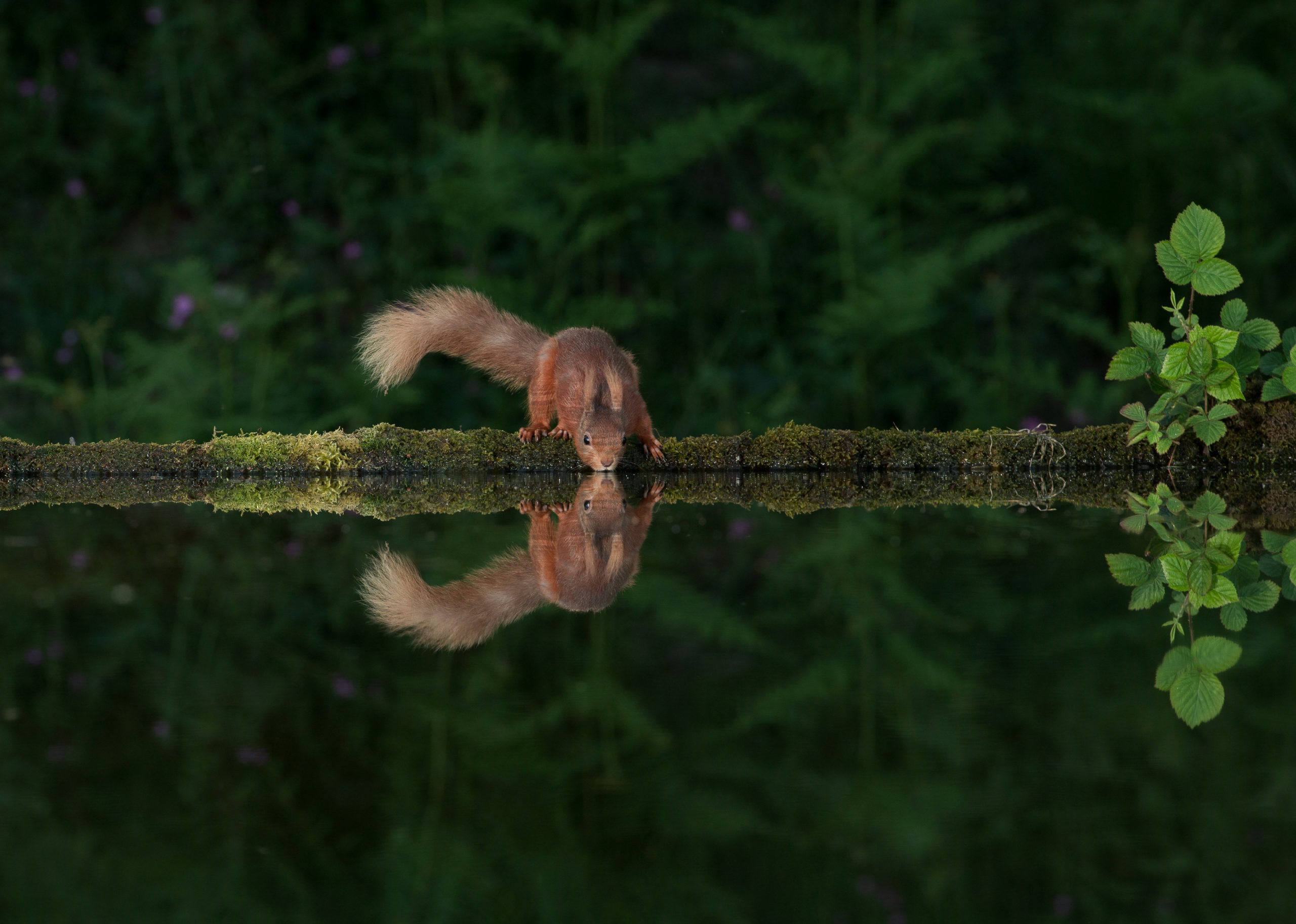 Squirrel takes a drink. SWNS. 