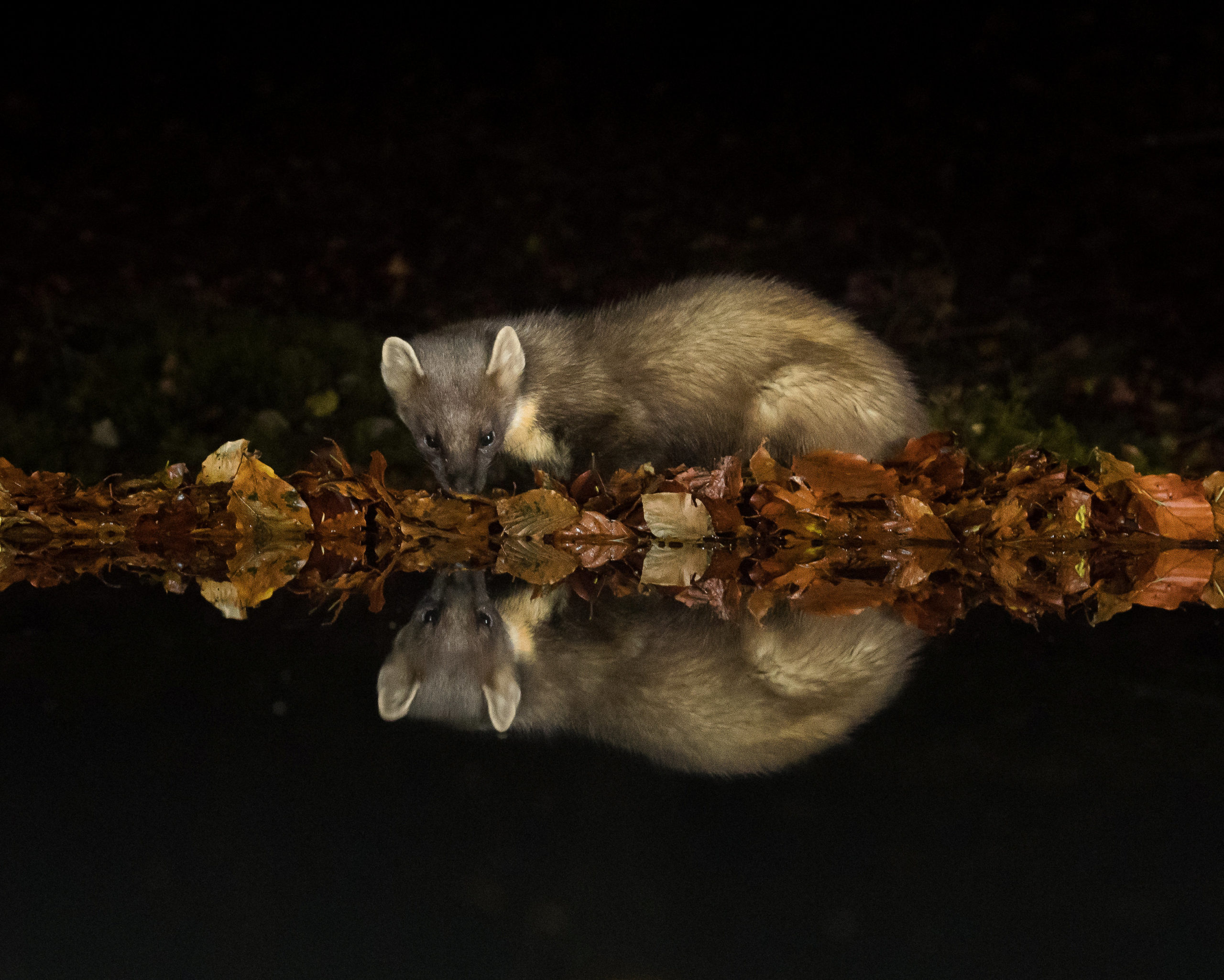 Pine marten looking into its reflection. SWNS.