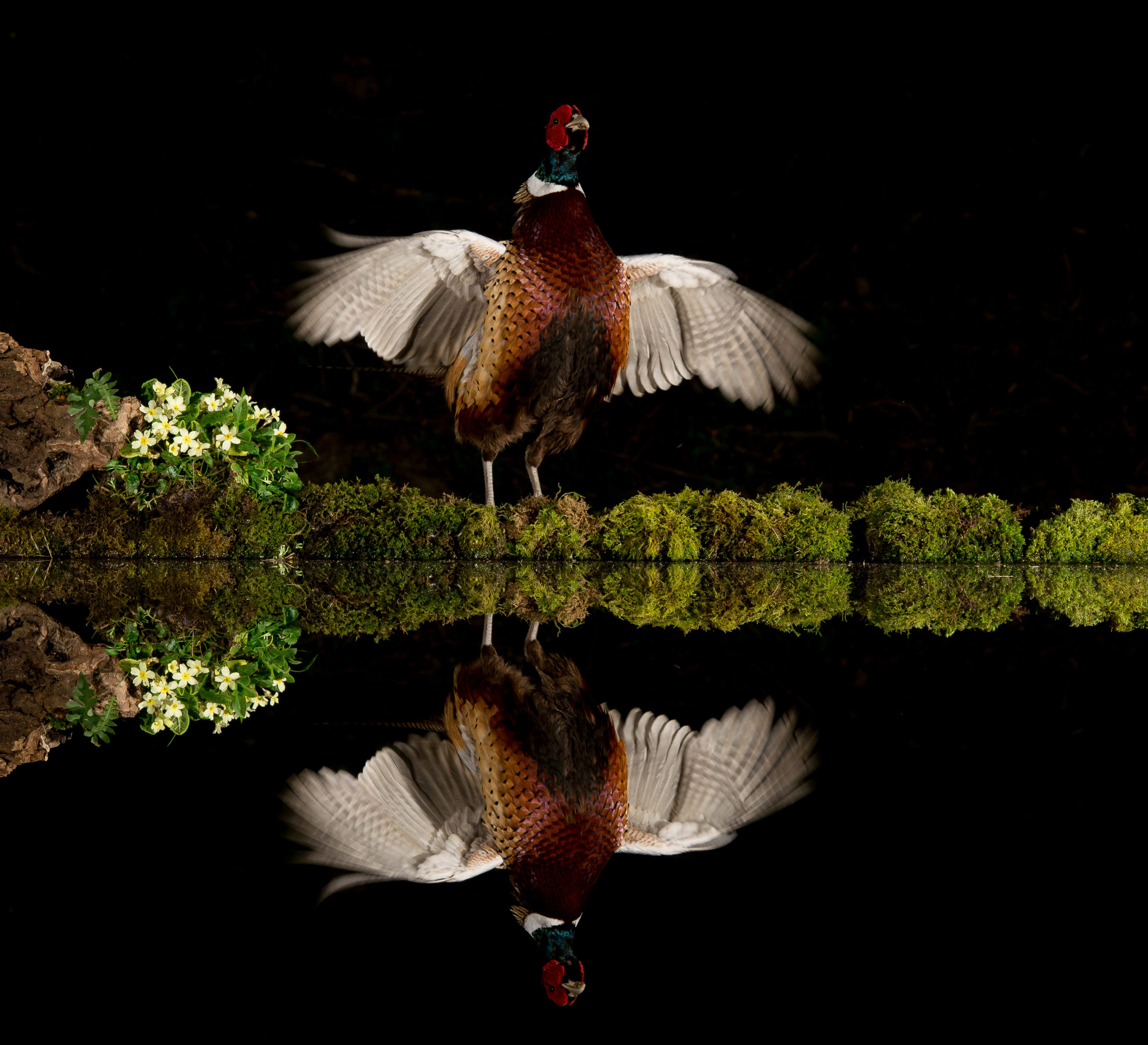 The stunning photographs show perfectly symmetrical reflection images. SWNS. 