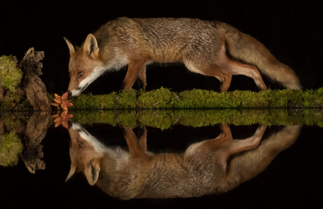 Scots wildlife mirrored in pool built by photographer