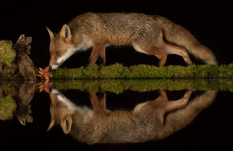 Scots wildlife mirrored in pool built by photographer