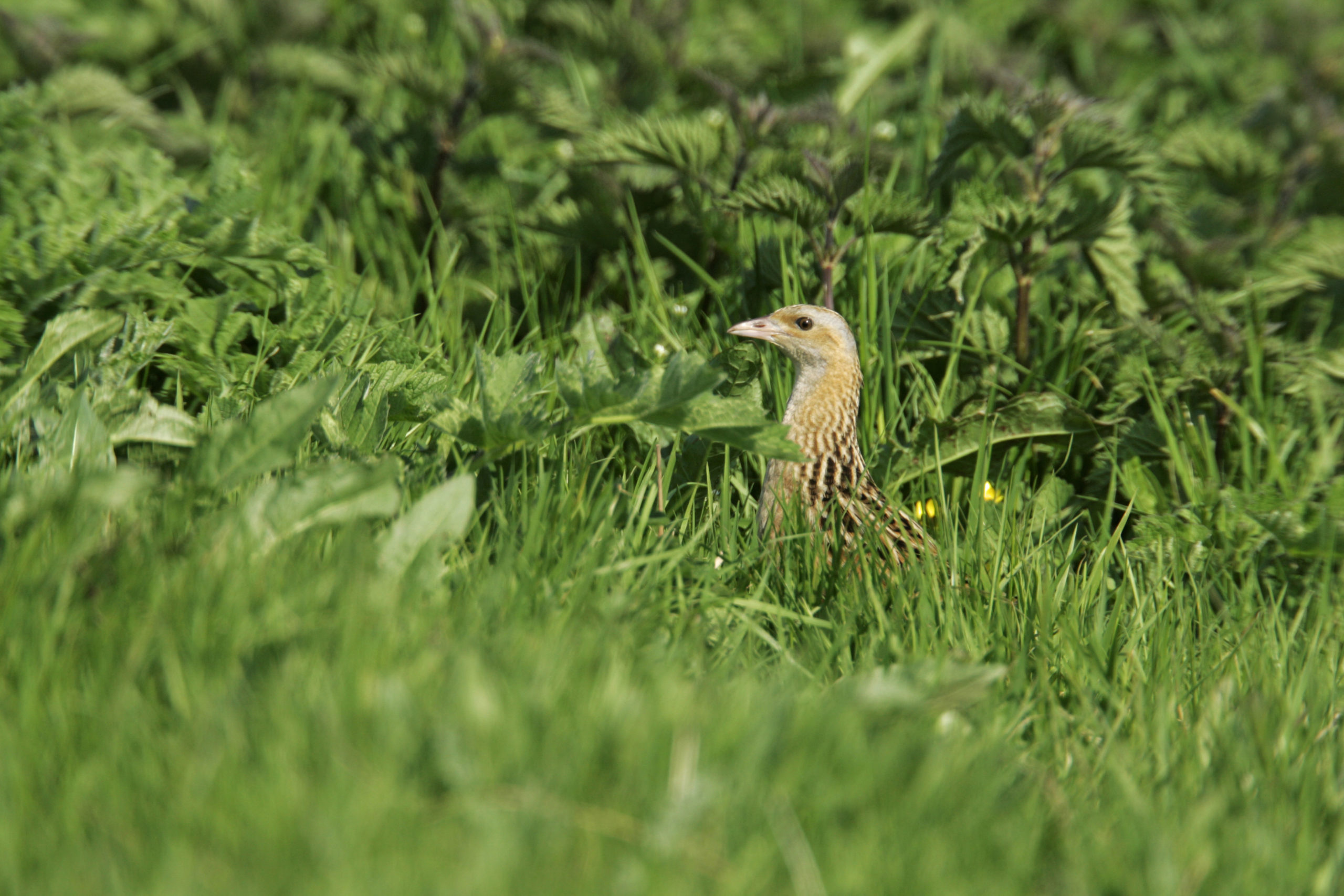 Corncrake: Numbers of the species decreased in 2019.