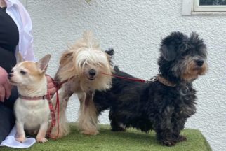 ‘Scotland’s saddest dogs’ left at kennels for nearly two years