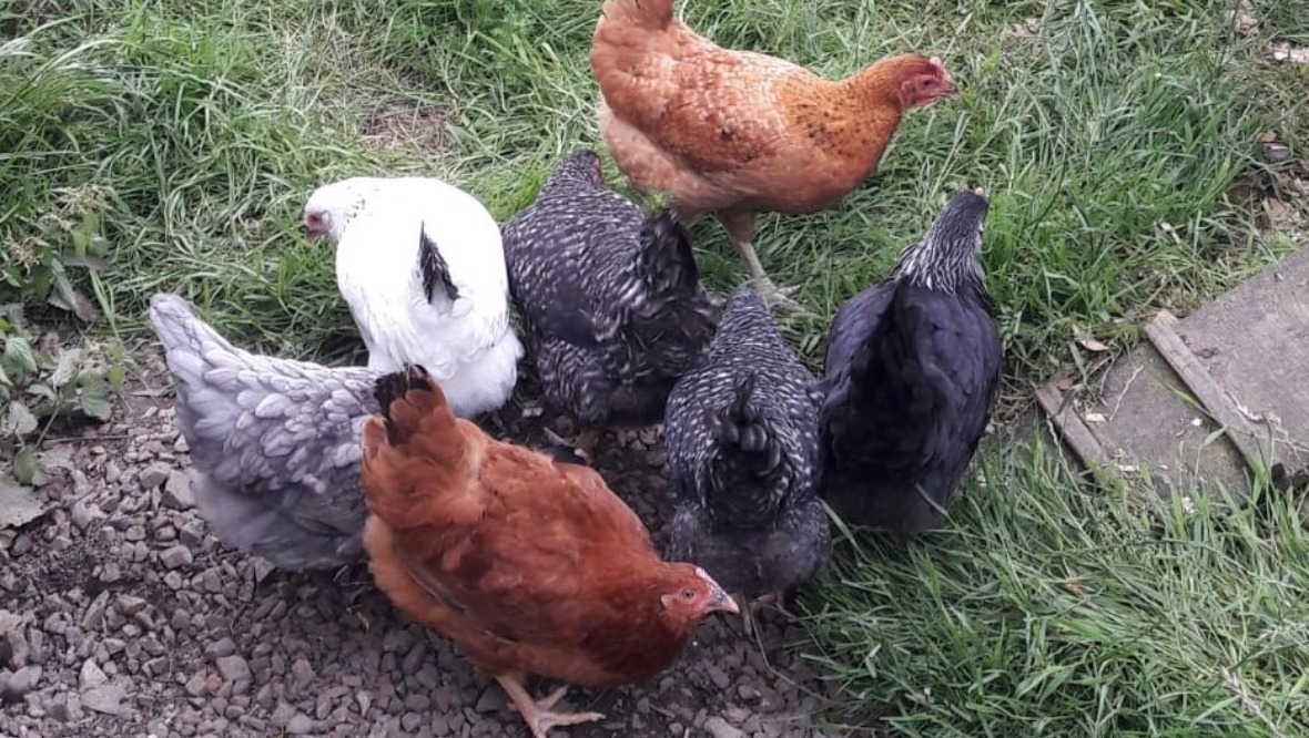 Hunt for thief after seven hens stolen from garden