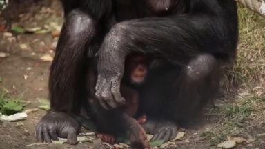 Baby chimpanzee enjoys cuddles with mum at Edinburgh Zoo