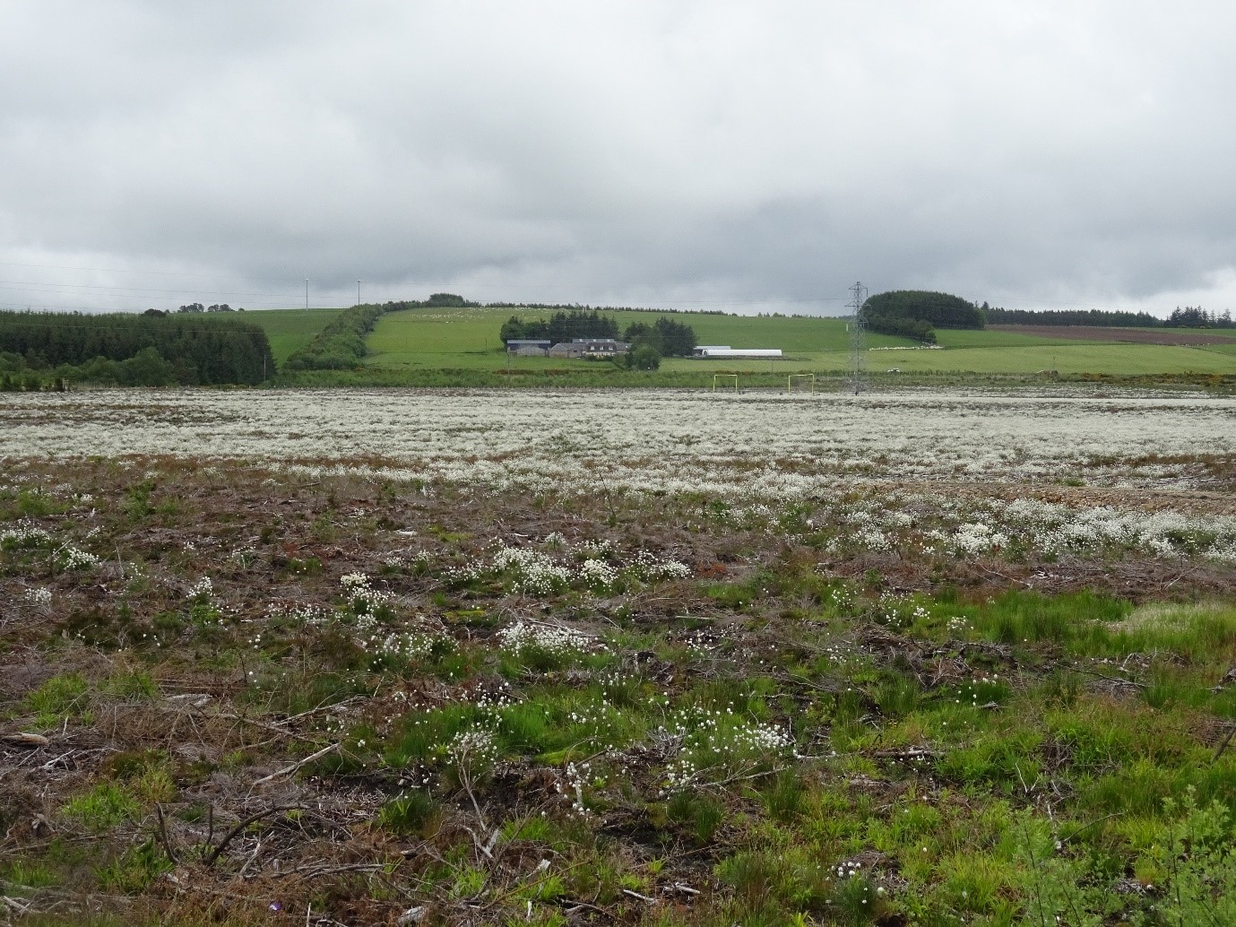 Blooming: Birds are returning to Gow Moss.