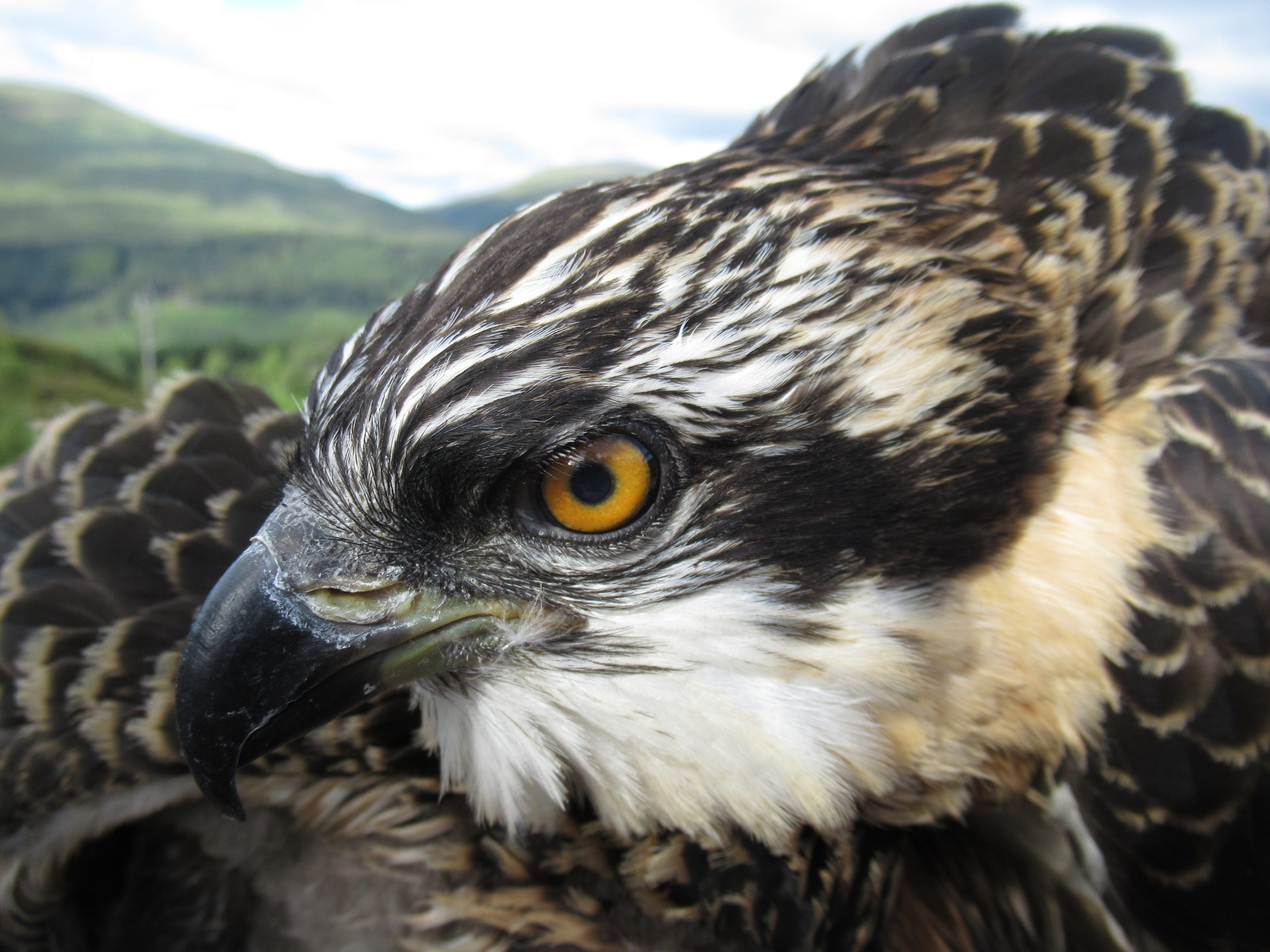 Birds of a feather: The ospreys are expected to migrate south towards the end of August.