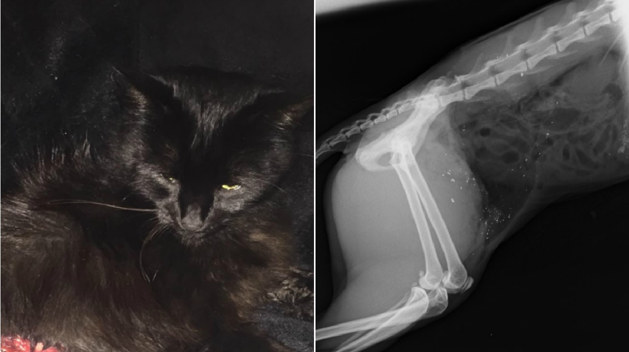 Appeal after cat found with suspected shotgun wound
