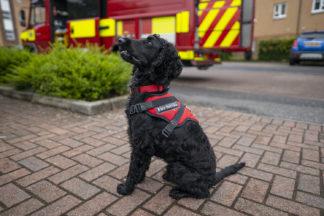 Spaniel rescued from puppy farm to assist fire service