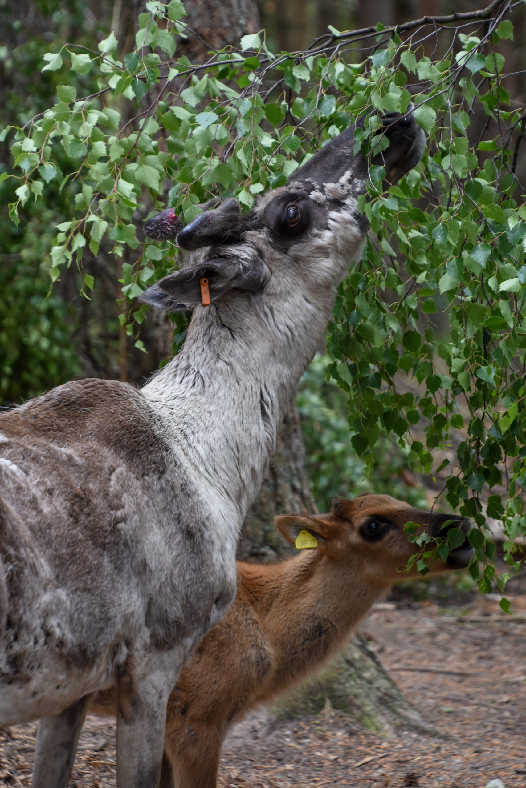 Park: The calves were born in May.