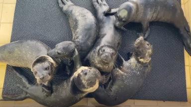 Six motherless seal pups on the road to recovery
