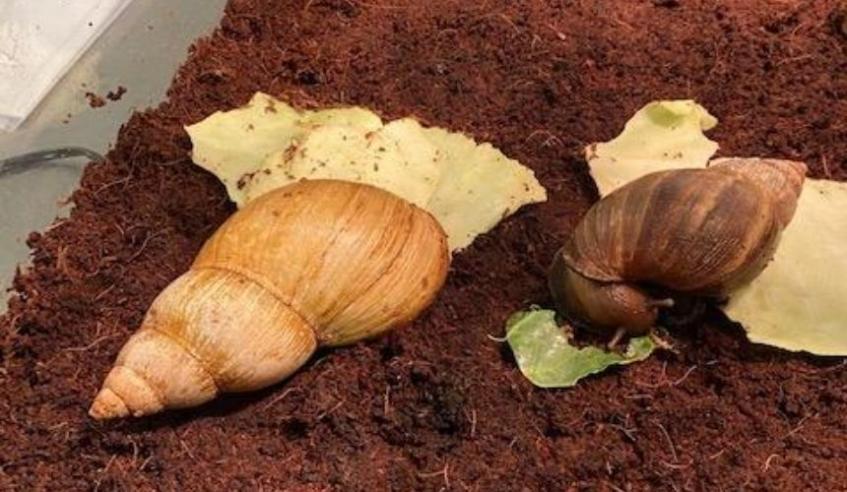 African land snails