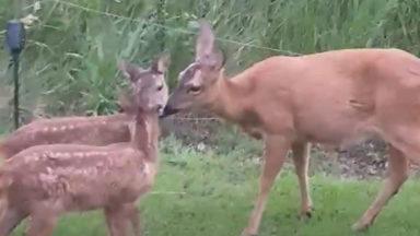 Back garden Bambi: Deer and fawns flock to fresh grass