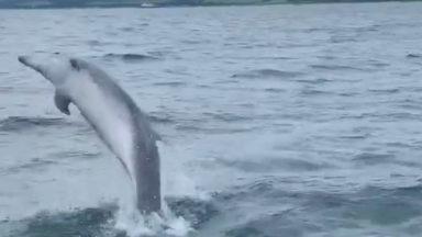 Pod of dolphins spotted jumping out of water near harbour