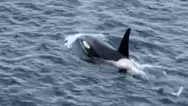 ‘Capturing pod of orcas on camera made my entire day’