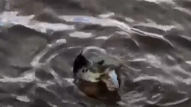 Seal enjoys its catch while floating along River Clyde