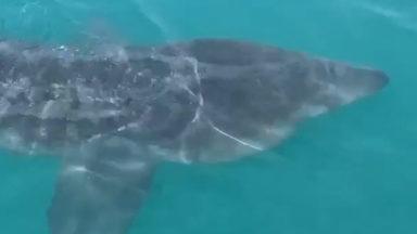 Basking shark and pod of dolphins spotted near fishing boat