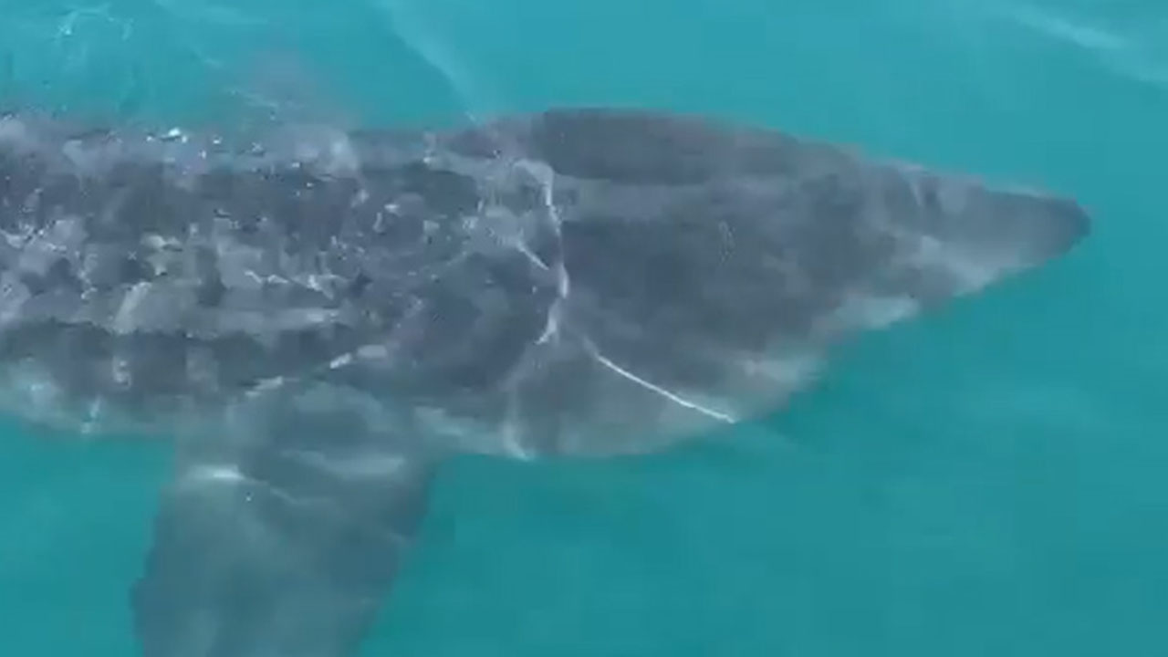 Basking shark and pod of dolphins spotted near fishing boat | Highlands ...