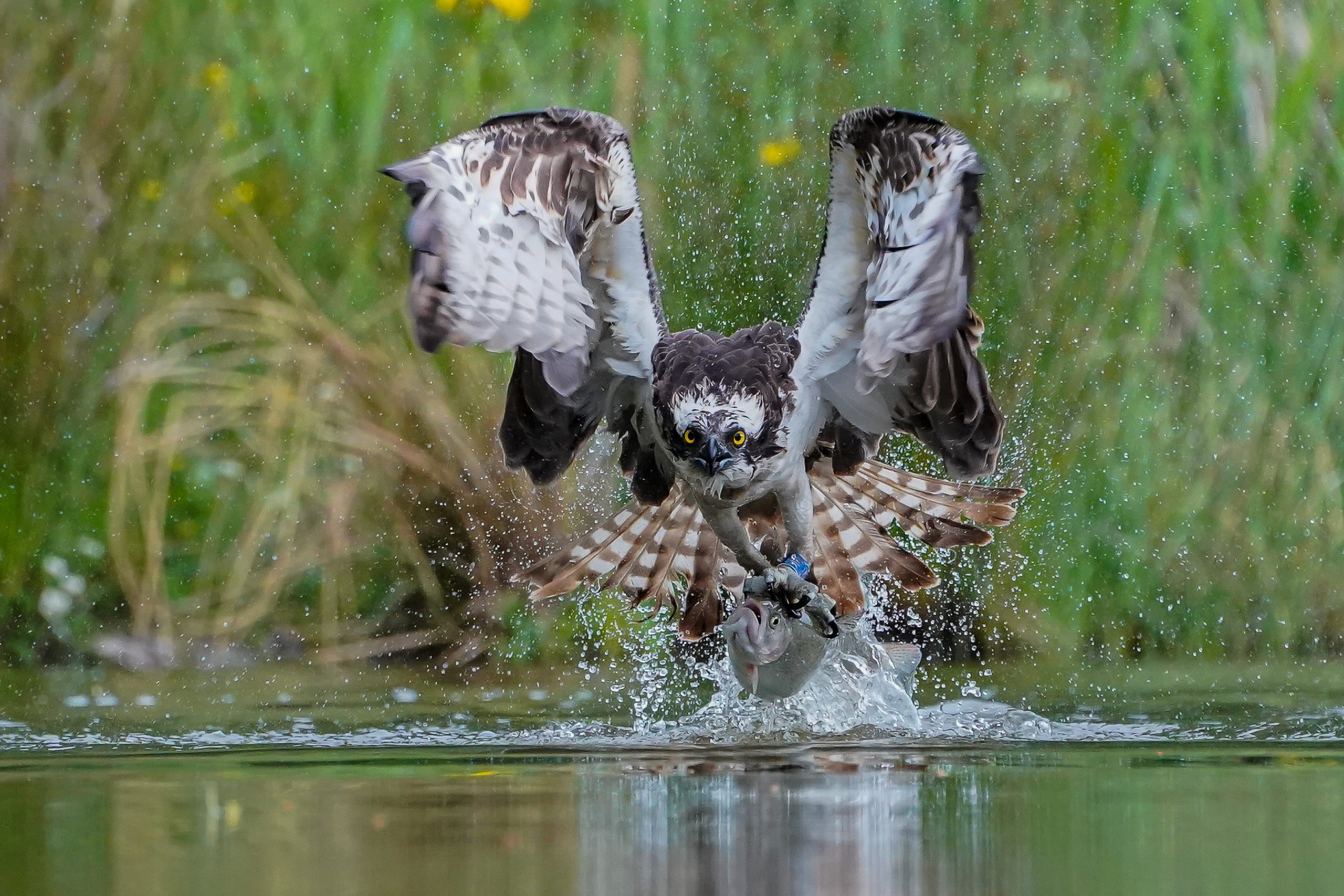 Hooked: The osprey took off with its breakfast.
