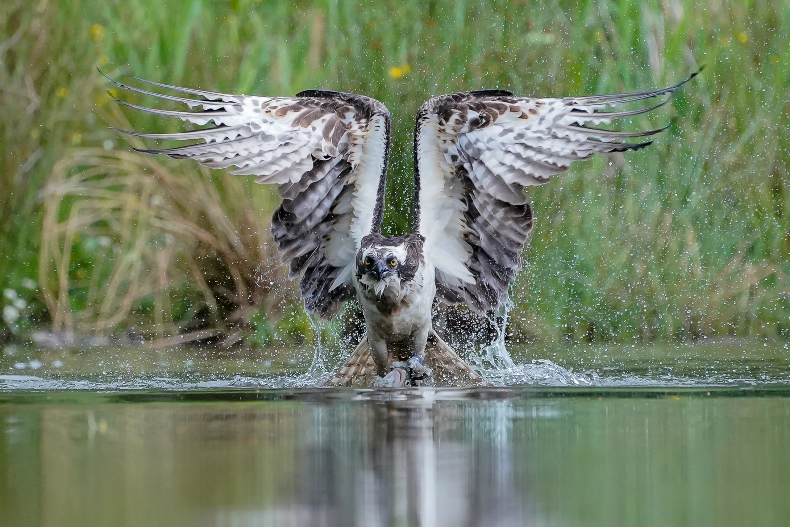 Fishing: Mr Wemyss waited five hours for the perfect picture.