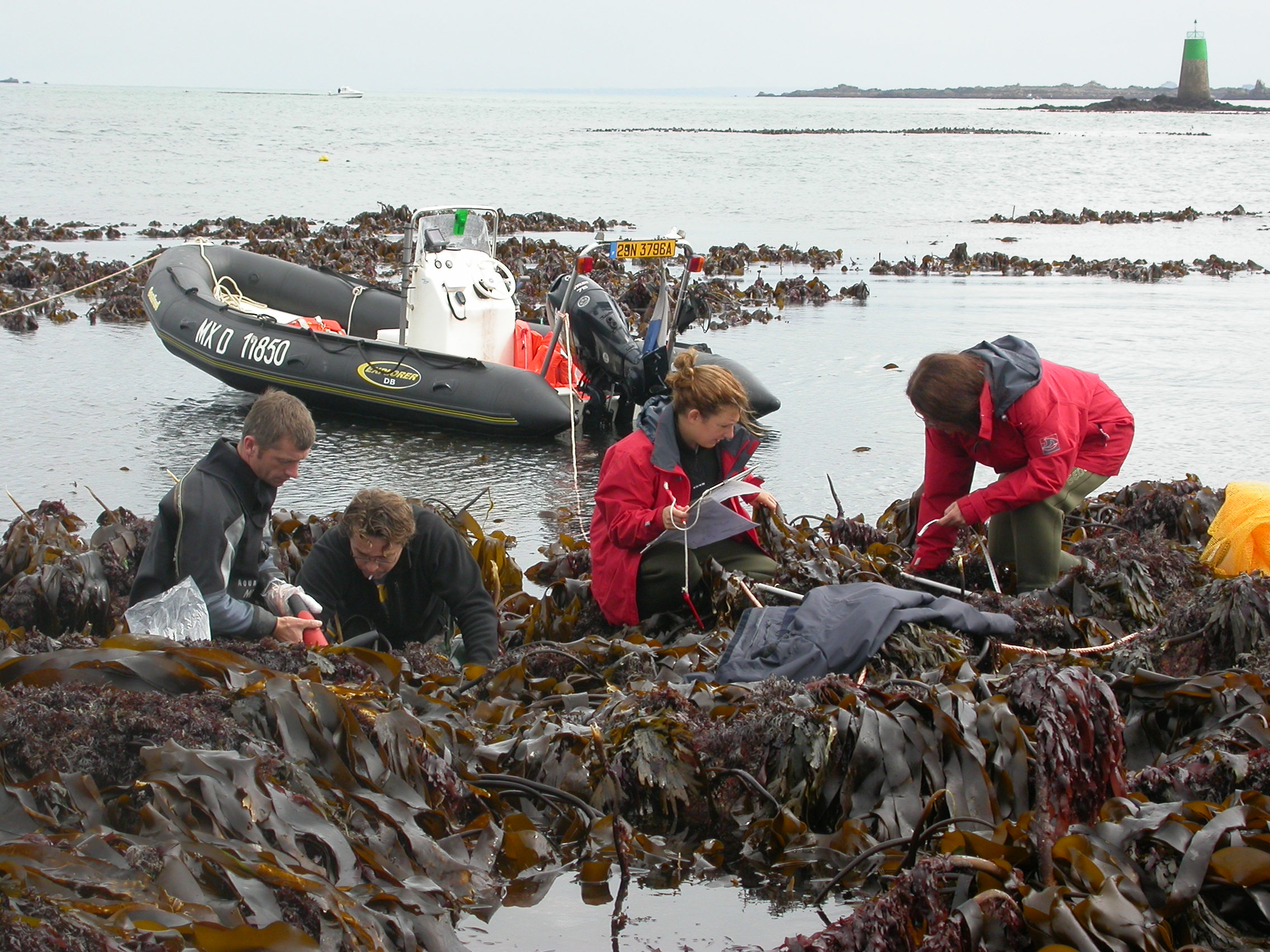 Kelp: The Brittany gene pool is projected to disappear under gas emission scenarios.