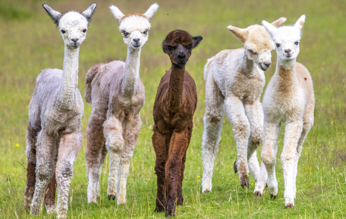 Five baby alpacas born during farm lockdown