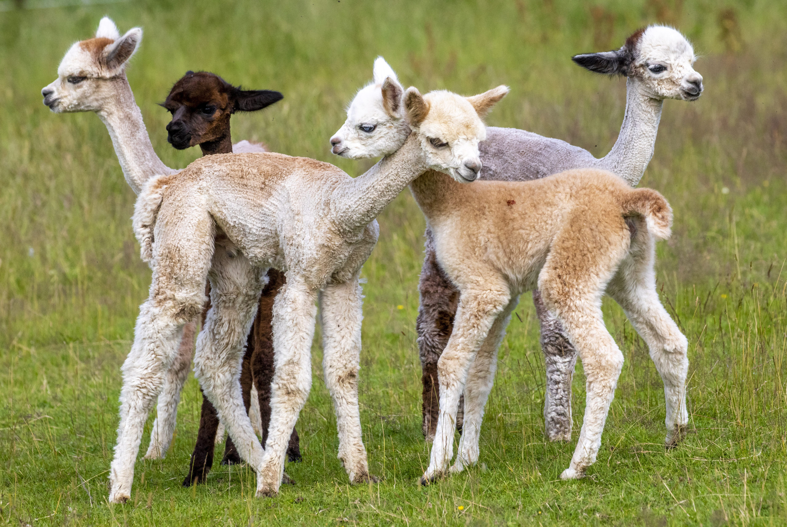 Baby alpacas playing together at farm. SWNS. 