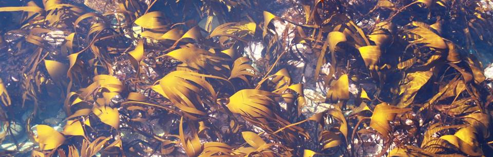 Kelp: The Brittany gene pool is projected to disappear under gas emission scenarios.