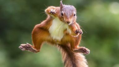 Scots urged to report sightings of ‘iconic’ red squirrel in national survey