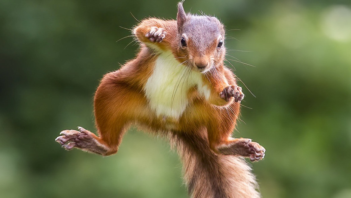 Squirrel snapped flying through the air like Superman