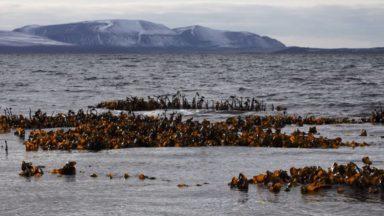 Ice age kelp found by scientists off coast of Scotland