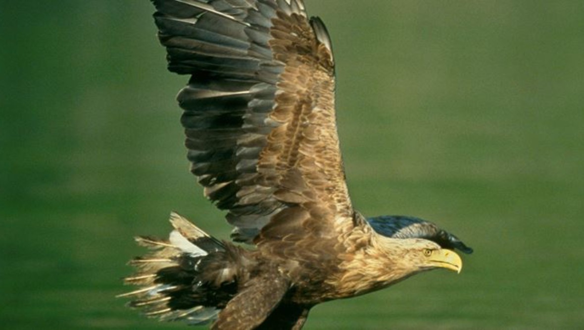 White-tailed eagle died as result of pesticide poisoning