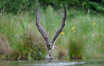 Catch of the day: Photographer captures osprey in action